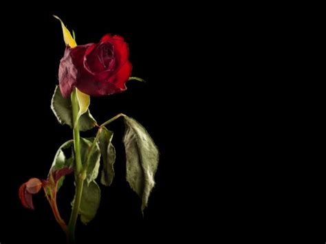 凋谢的玫瑰 — 图库照片©deisin＃59356749