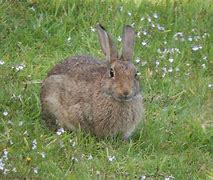 Image result for Bunnies in Spring Time