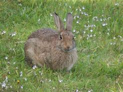 Image result for Rabbit Animal Blue