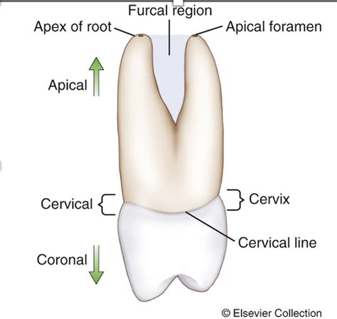 Image result for Contralateral Teeth
