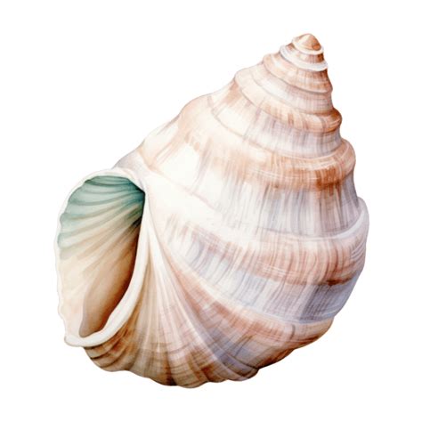 Image result for Shell Anklets