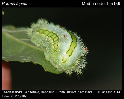 Parasa lepida (Cramer, 1799) - Green Coat Moth | Moths