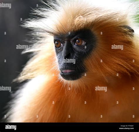 Monkey species found in india hi-res stock photography and images - Alamy