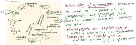 Depict the alternation of generation in a fern with the help of a flow ...