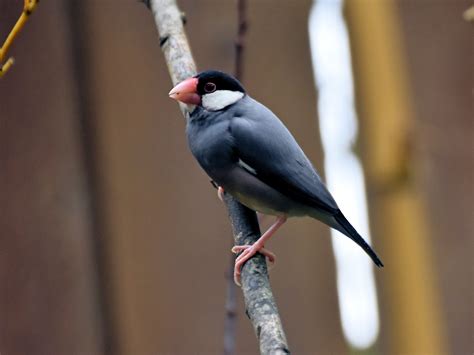 Image result for Elever Des Padda De Java