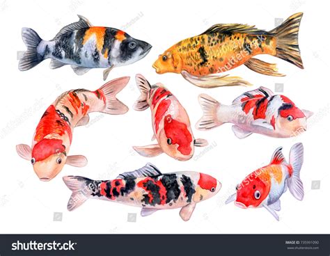 8+ Hundred Koi Fish Clip Art Royalty-Free Images, Stock Photos ...