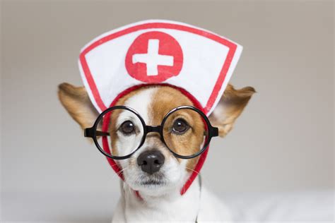 Image result for Basic First Aid for Pets