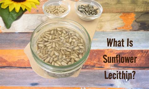Sunflower Lecithin Side Effects