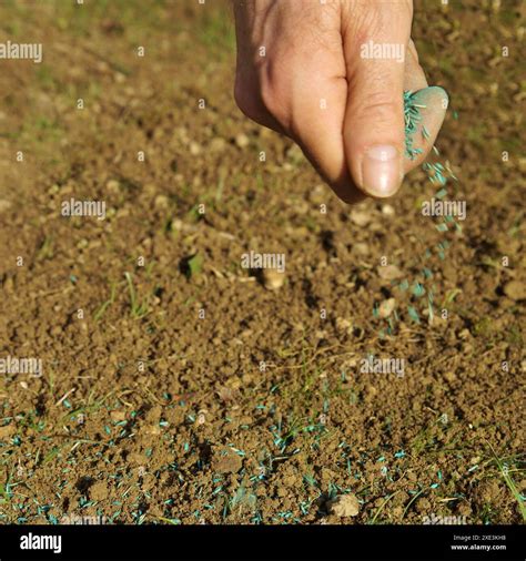 Spreading grass seed in spring by hand for the perfect lawn. Sowing ...