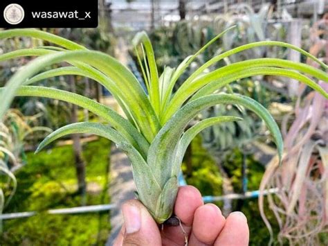 Air Plant Care 101 的图像结果