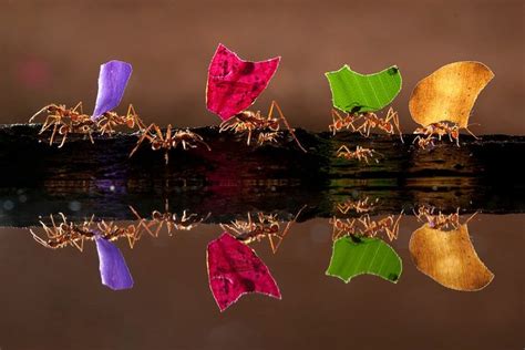 Bladmieren lopend door de jungle van Costa Rica van AGAMI Photo Agency ...
