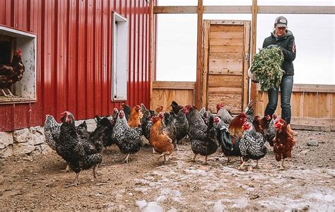 The Best Dual-Purpose Chicken Breeds • The Prairie Homestead