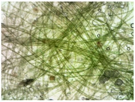 Exploring the Cultivation of Ulva intestinalis in Low-Salinity ...