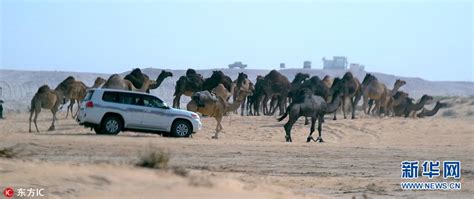 走向骆驼赛场图片_野生动物_生物世界-图行天下素材网
