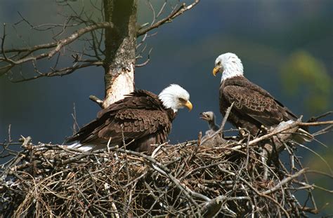 Majestic Eagles in Nest – Stunning HD Wildlife Wallpaper