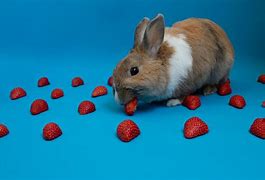 Image result for Flowers Bunnies Can Eat