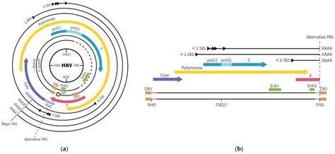 Characterization of Hepatitis B Virus Transcripts in Chronically HBV ...