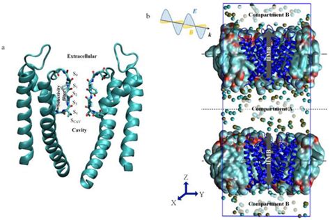 Regulation of Ion Permeation of the KcsA Channel by Applied Midinfrared ...