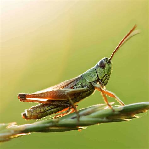 Grasshopper Meaning in Feng Shui: Symbolism, Meaning, & Uses!