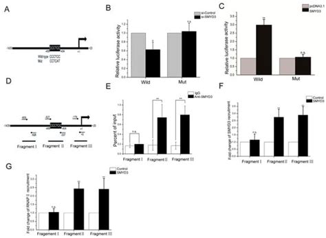 Chitooligosaccharides Modulate Glucose-Lipid Metabolism by Suppressing ...