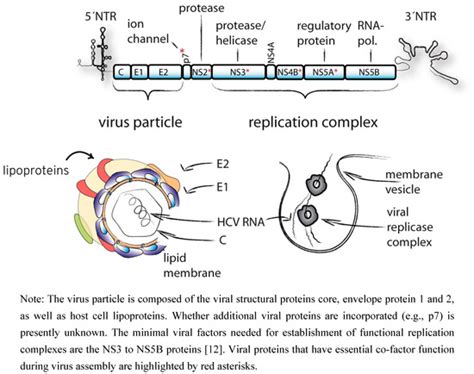 Viruses | September 2010 - Browse Articles