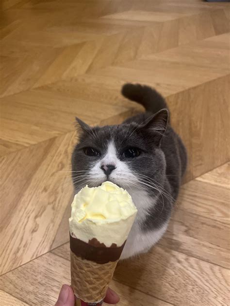 Cat Eating Ice Cream Cat Ice Cream Vectors & Illustrations For Free
