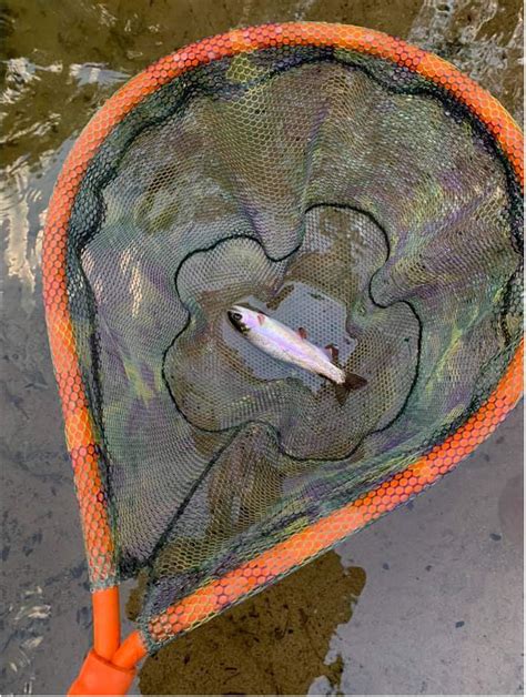 Buy Aventik Fly Floating Fishing Net Landing Net Wading Kayak ...