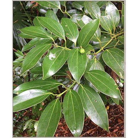 ROYAL LAND Rare Cinnamomum verum Cinnamon tree or Ceylon cinnamon tree ...