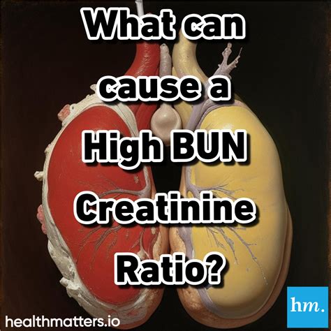 Understanding High BUN/Creatinine Ratio Causes