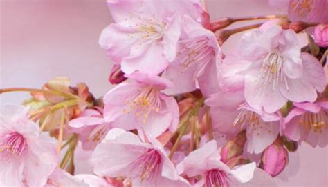 描写樱花树的优美句子 描写樱花的优美句段-句子巴士