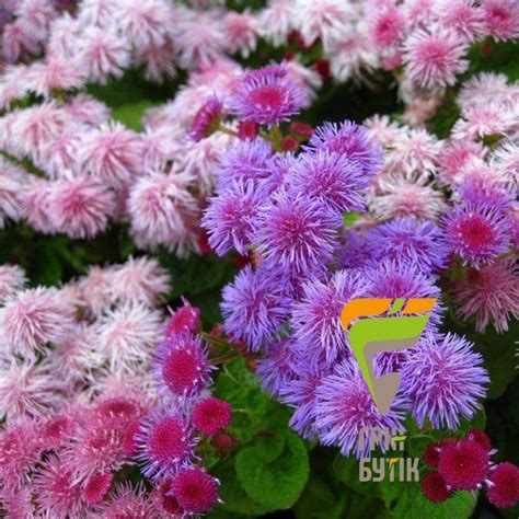 Купить Семена цветов Агератум Хоустона, смесь, Legutko, Польша, 0.1 г ...