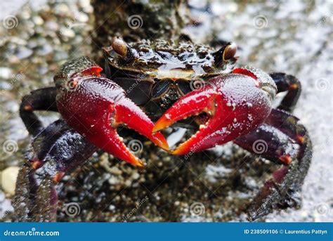 CLOSE-UP of RED CLAW CRAB stock photo. Image of arthropod - 238509106