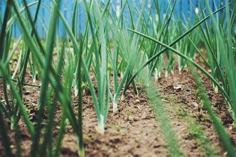 How to Grow Green Onions In Water & Soil (Full Step-by-Step Guide)