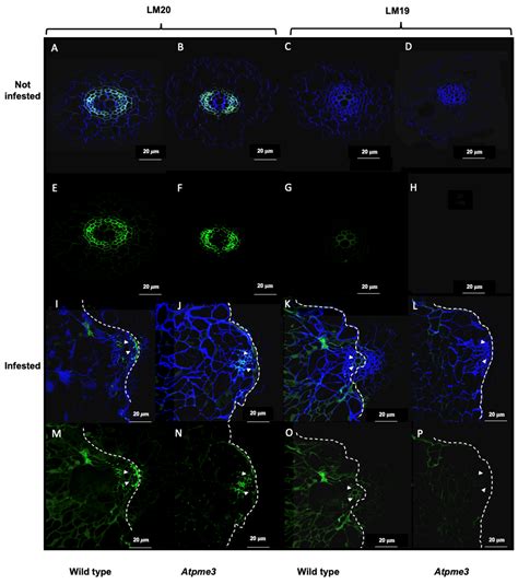 Pectin Remodeling and Involvement of AtPME3 in the Parasitic Plant ...
