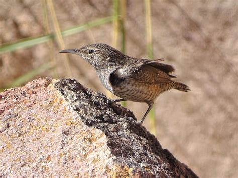 Rock Wren (Central American) - eBird