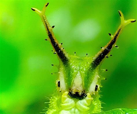 Japanese Emperor Caterpillar - A Close-Up Look