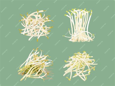 Premium Vector | Fresh Sprouts Illustration of Bean Sprouts
