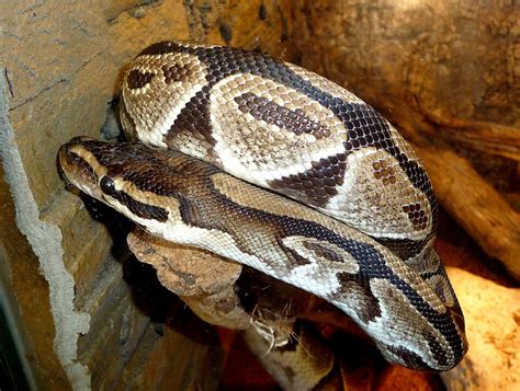 Ball Python Behavior 的图像结果