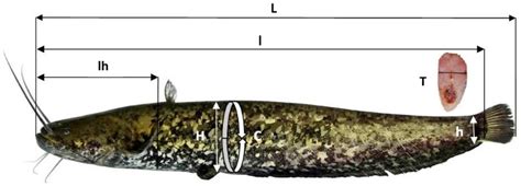 Quantitative and Qualitative Assessment of European Catfish (Silurus ...