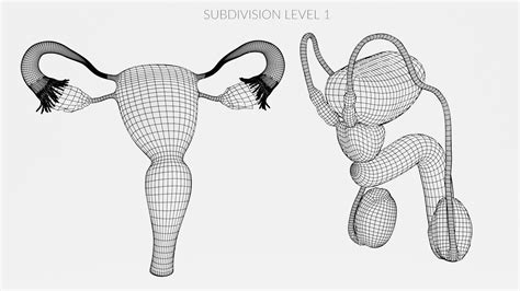Image result for Reproductive System 3D Model