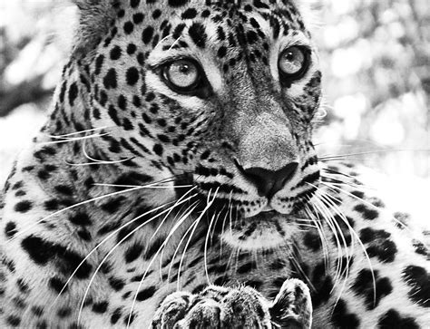 Free Images : black and white, animal, wildlife, zoo, fauna, close up ...