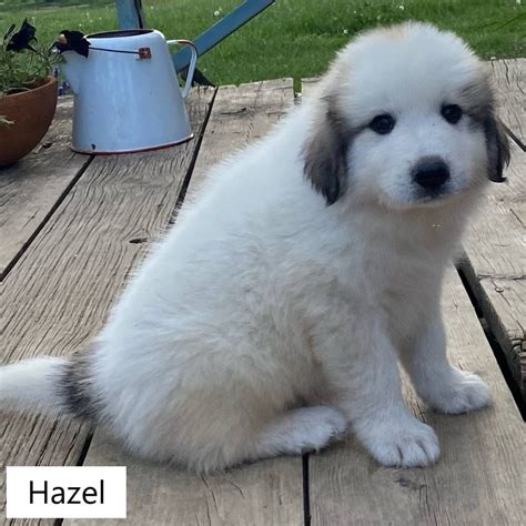 Great Pyrenees Puppies for Sale - Great Pyrenees Puppies | VIP Puppies