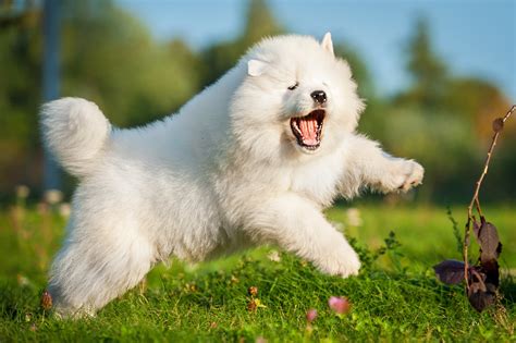 Samoyed Price in 2025: Predicting Costs | Spot Pet Insurance