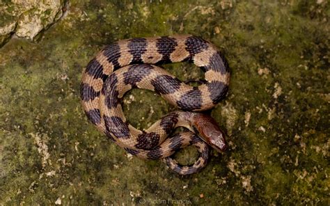 Dimond Pattern Snakes Diamondback Water Snake (Nerodia Rhombifer