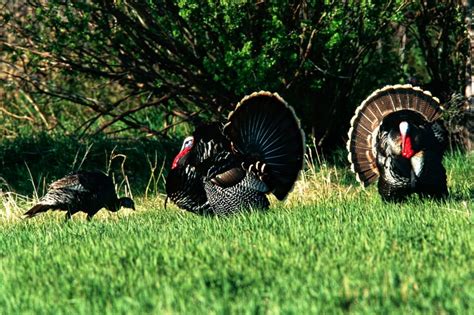 Turkey Nesting 的图像结果