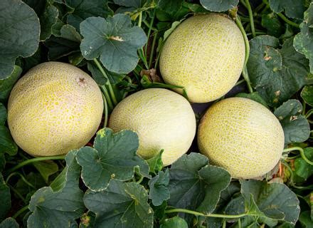 All About Our Melon | Rijk Zwaan
