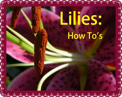 The Green Gardener: How 2's: lilies