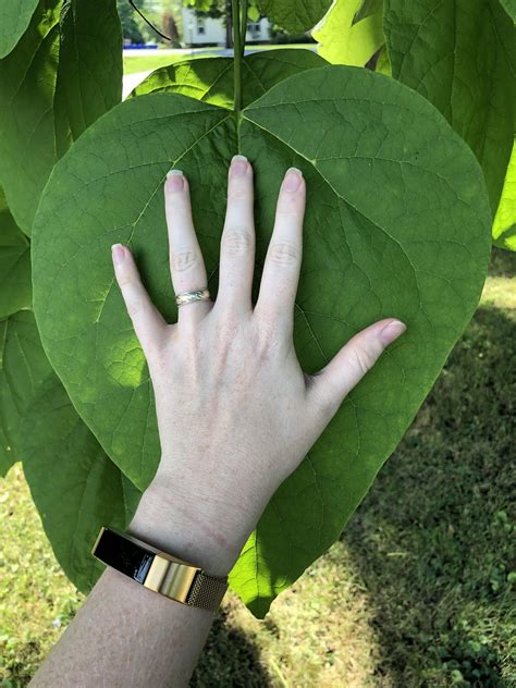Large Spade Shaped Leaf Tree at Daria Willis blog