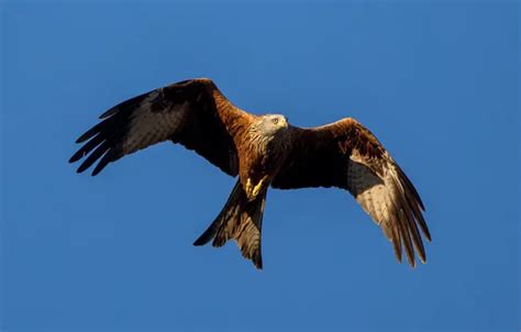 Wallpaper birds, wings, predator, flight, kite, red kite for mobile and ...