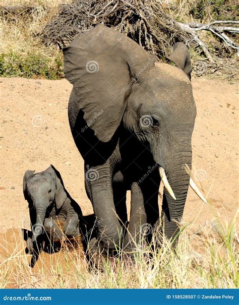 Young Playful African Elephant Calf and it`s Mother. Stock Image - Image of mother, playful ...